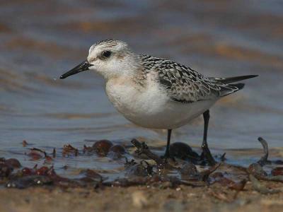 Sanderling - Sandlber - Calidris alba