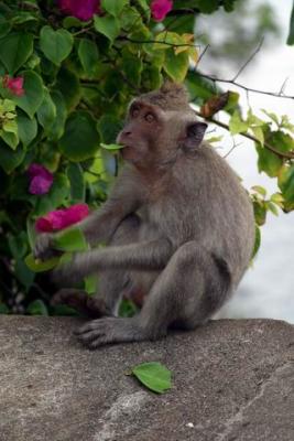 some of the monkeys that hang out in Bali, Indonesia