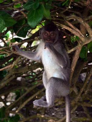  Monkey Tree