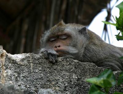  Monkey Sleep