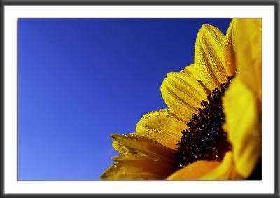 21.08.2004Morning Sunflower