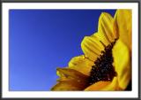 21.08.2004<br>Morning Sunflower