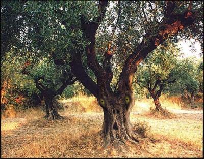  Greek Olive Orchard Portfolio