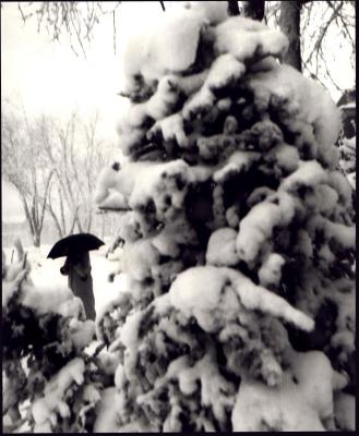 View from my Christmas Tree Cemetery 1999