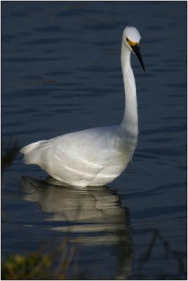Snowy Egret