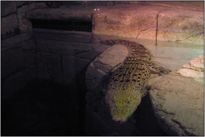 Golden Crocodile