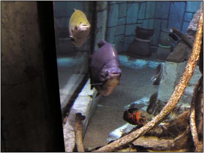 Shark Reef