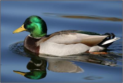 Mallard