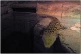 Golden Crocodile