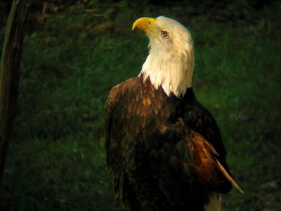 u8/anayv/medium/32831585.eREreeditEaglepose2s50psIMG_3868.jpg
