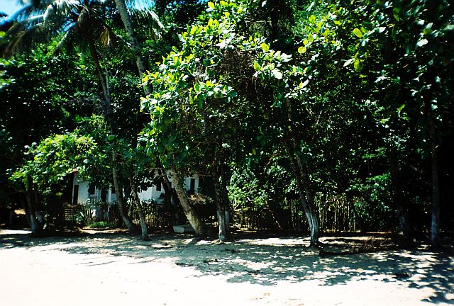 Palmas