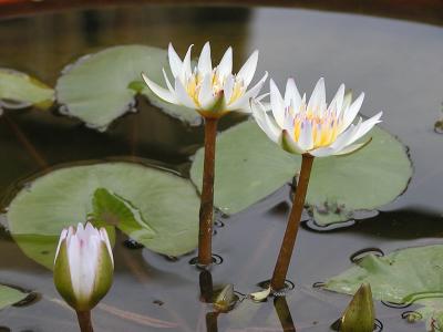 Water lilies, Wu Jr Shan