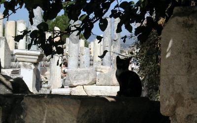 Ephesus kitten monitors the ruins