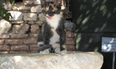 Don't mess with The Kitten of Ephesus   :-)