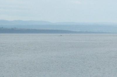 Dolphins in the Moray Firth