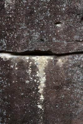 Lichen 1