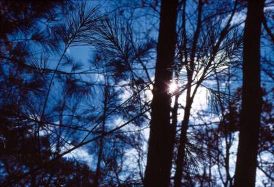u8/arthurschmelke/medium/37288302.MISC095.jpg