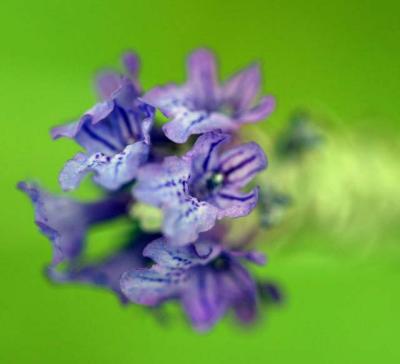 lavender.jpg