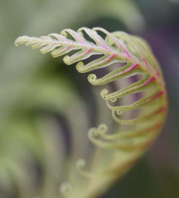 curly fern.jpg