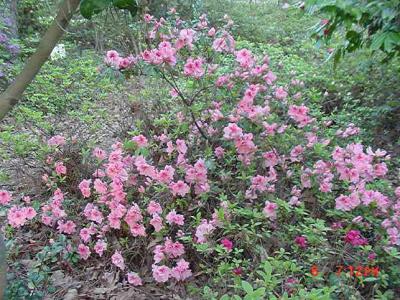 'Calabash Valentine' *