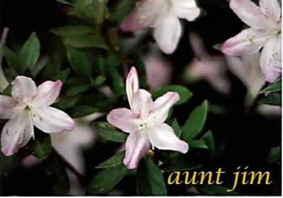 'Aunt Jim'