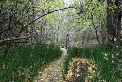 Oak Creek West Fork Trail