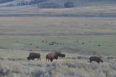 Lamar Valley - approaching dusk