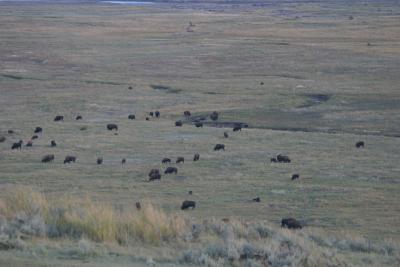 Lamar Valley - approaching dusk