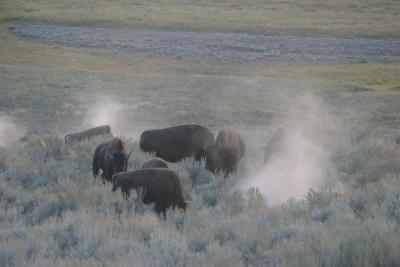 Lamar Valley - approaching dusk