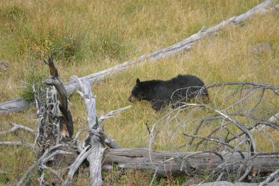 American Bear in Yellowstone