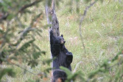 American Bear in Yellowstone