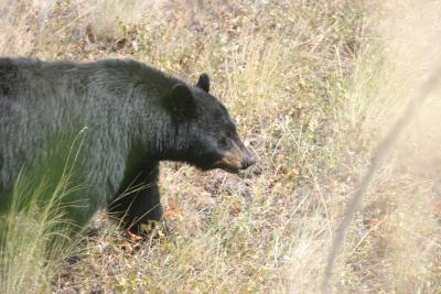 American Bear in Yellowstone