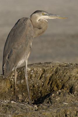 DSC_2656web.jpg