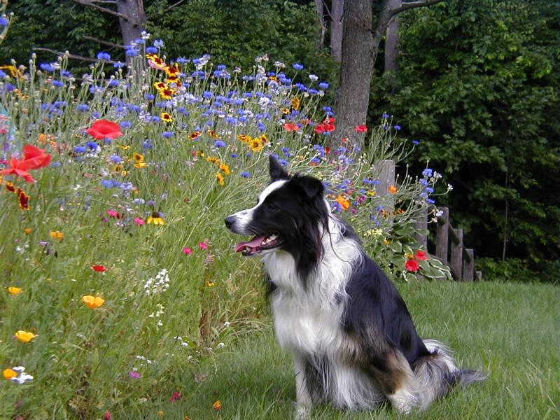 wildflowerdog.JPG
