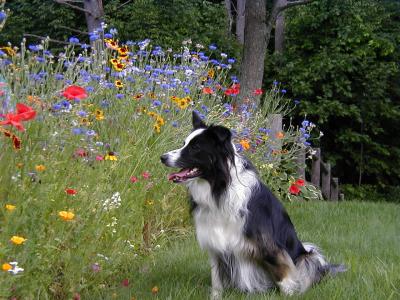 u8/baklink/medium/1426436.wildflowerdog.jpg