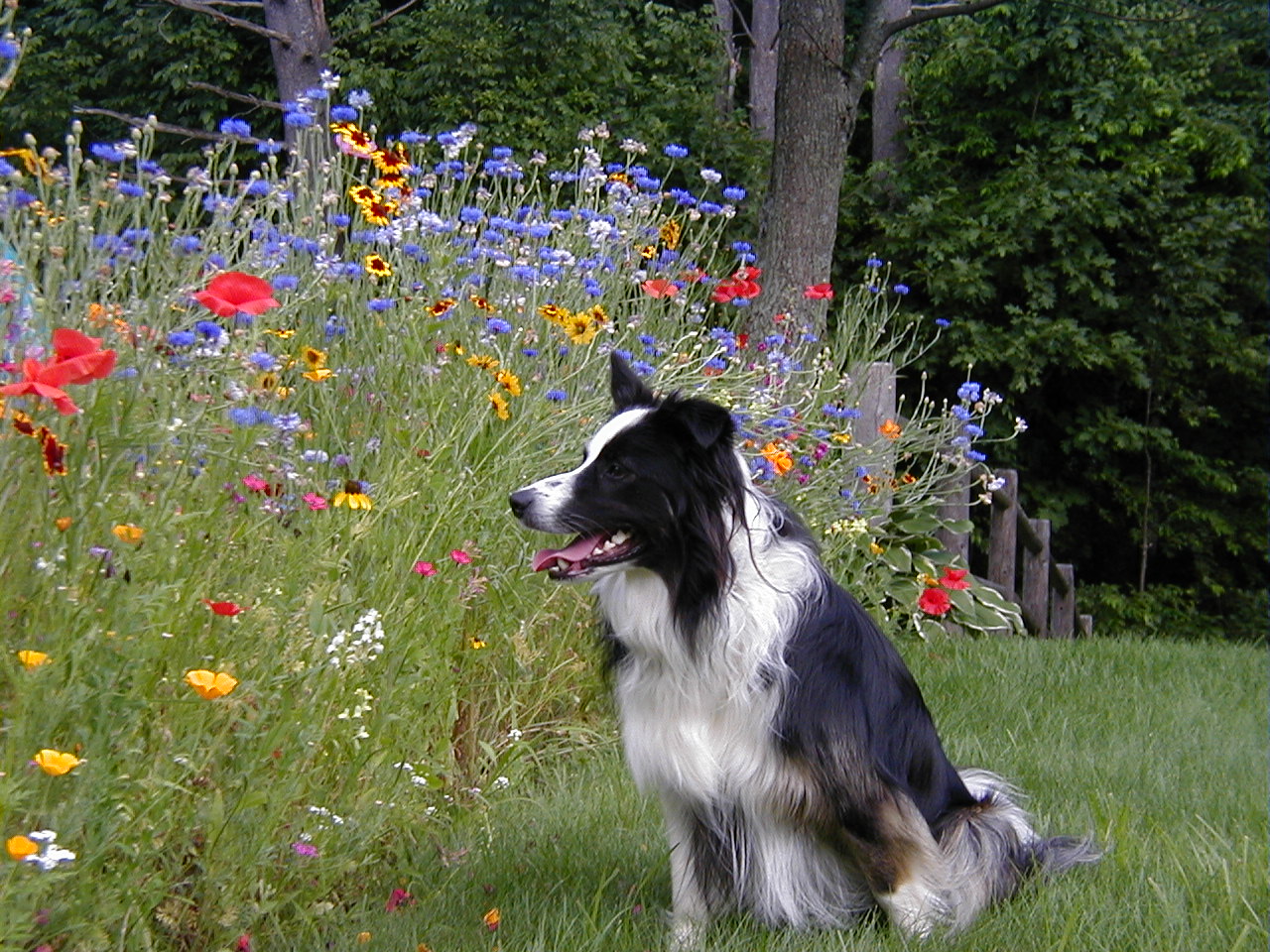 wildflowerdog.JPG