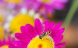 bee wasp