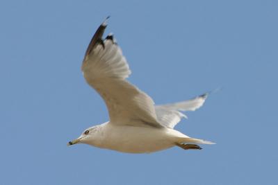 Ring-billed Gull in flight