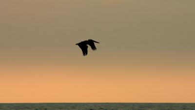 Brown Pelican