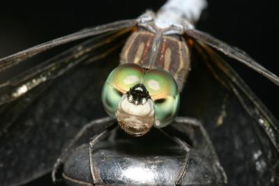 Dragonfly on car aerial