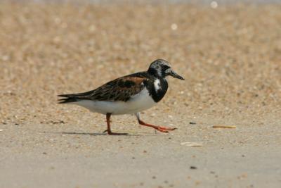 Ruddy Turnstone