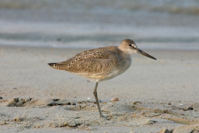 Willet