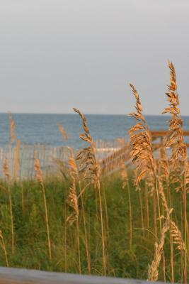 Sea Oats