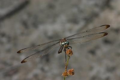 IMG_5157aw.jpg