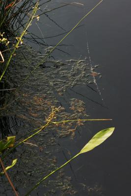 IMG_5163aw.jpg