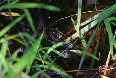 Frog