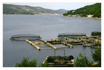 fish-farming