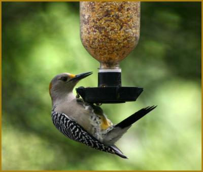 Yellow-Fronted Woodpecker