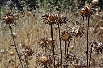 A Forest of Thistles