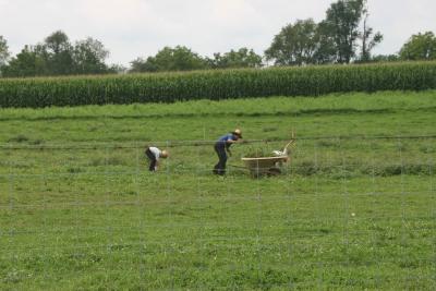 amish